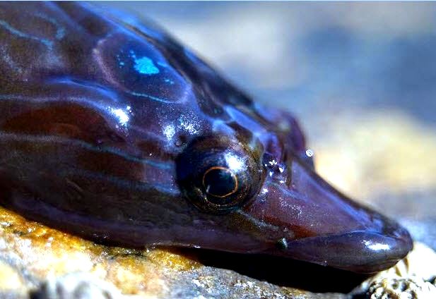 Lepadogaster purpurea_881100